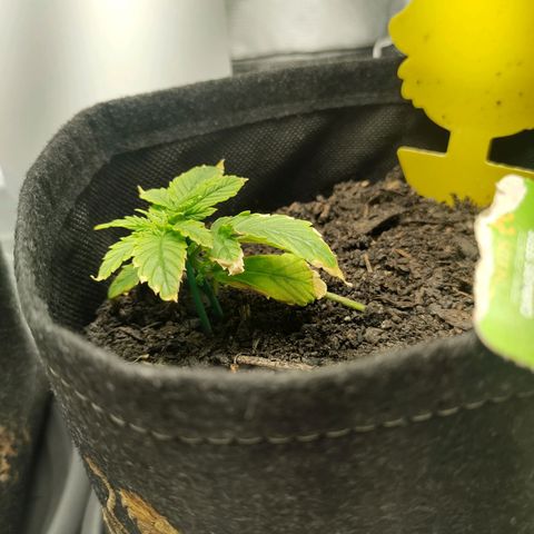 Fat Banana Automatic "Joe" growlog timeline photo