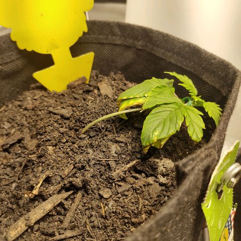 Purple Queen Automatic "Leila" growlog timeline photo