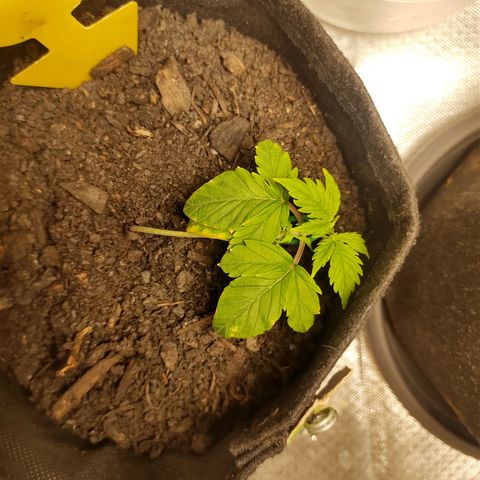Purple Queen Automatic "Leila" growlog timeline photo
