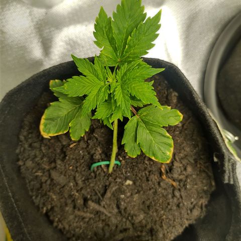 Purple Queen Automatic "Leila" growlog timeline photo