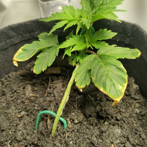 Purple Queen Automatic "Leila" growlog timeline photo