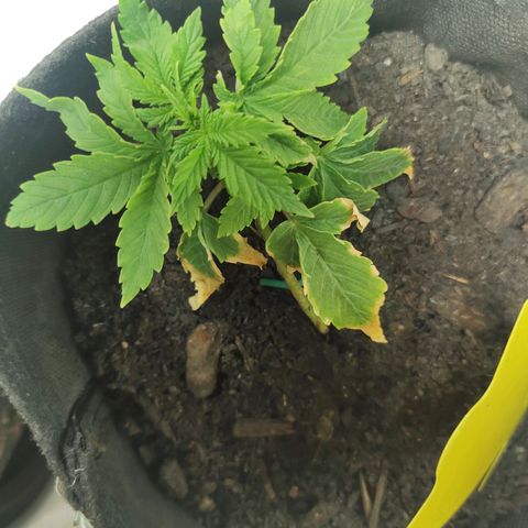 Fat Banana Automatic "Joe" growlog timeline photo