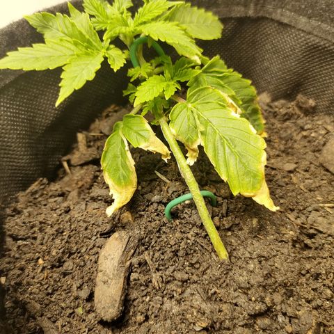 Fat Banana Automatic "Joe" growlog timeline photo
