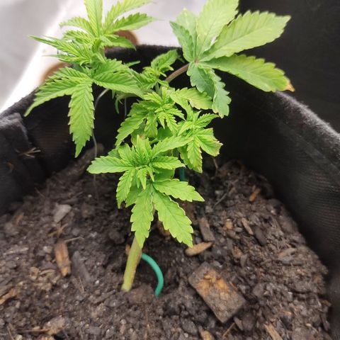 Fat Banana Automatic "Joe" growlog timeline photo