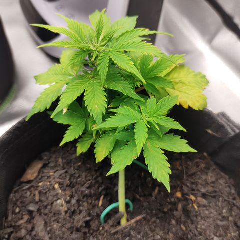 Purple Queen Automatic "Leila" growlog timeline photo