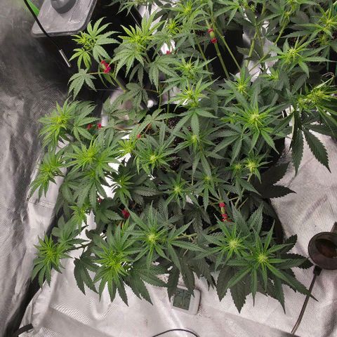 WW Auto x2 growlog timeline photo