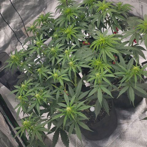 WW Auto x2 growlog timeline photo