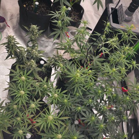 WW Auto x2 growlog timeline photo