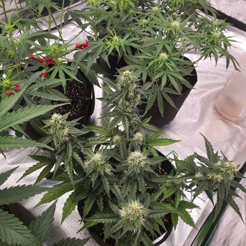 WW Auto x2 growlog timeline photo