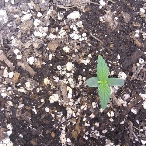 Sig Sour XXL Auto growlog timeline photo