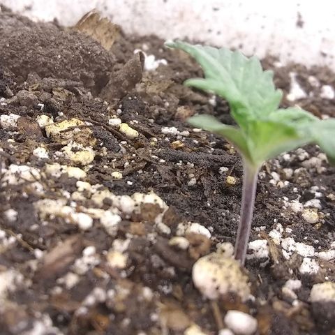 Sig Sour XXL Auto growlog timeline photo