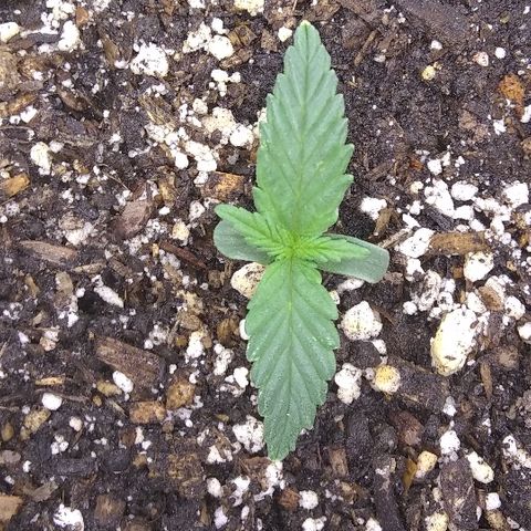 Sig Sour XXL Auto growlog timeline photo