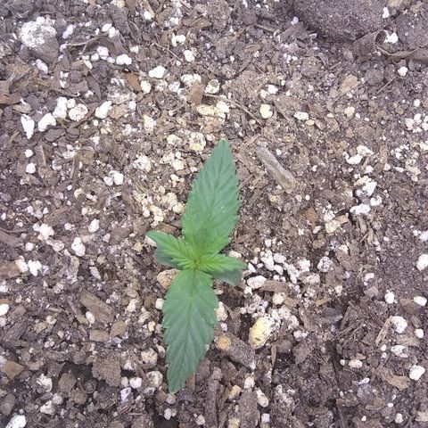 Sig Sour XXL Auto growlog timeline photo