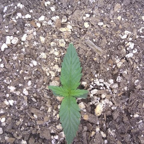 Sig Sour XXL Auto growlog timeline photo