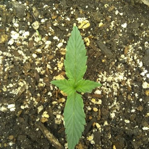 Sig Sour XXL Auto growlog timeline photo
