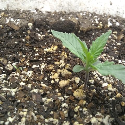 Sig Sour XXL Auto growlog timeline photo