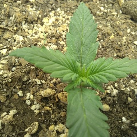 Sig Sour XXL Auto growlog timeline photo