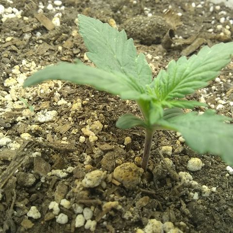 Sig Sour XXL Auto growlog timeline photo