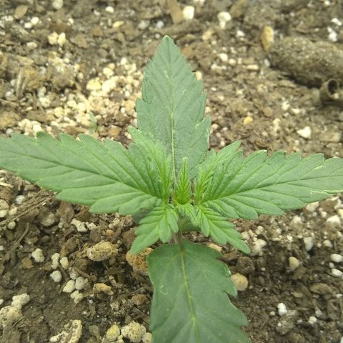 Sig Sour XXL Auto growlog timeline photo
