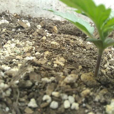 Sig Sour XXL Auto growlog timeline photo