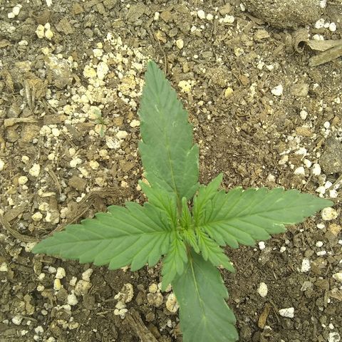 Sig Sour XXL Auto growlog timeline photo