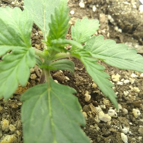 Sig Sour XXL Auto growlog timeline photo