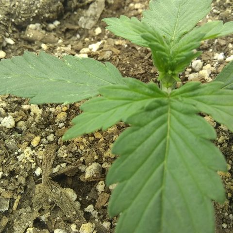Sig Sour XXL Auto growlog timeline photo