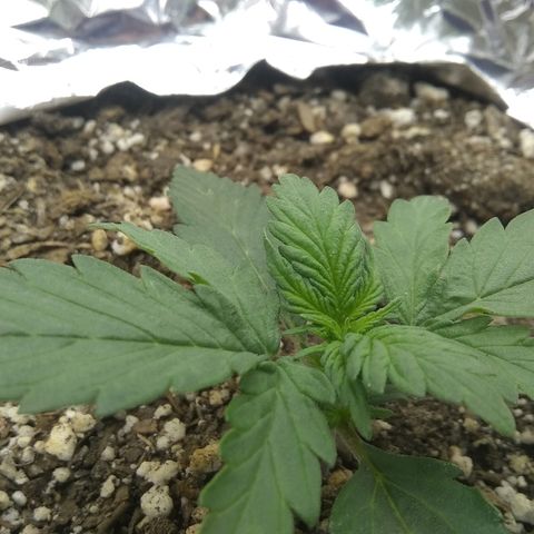 Sig Sour XXL Auto growlog timeline photo