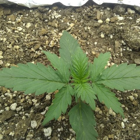 Sig Sour XXL Auto growlog timeline photo