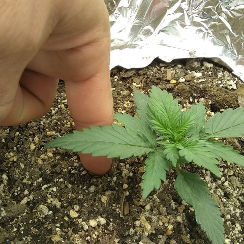 Sig Sour XXL Auto growlog timeline photo