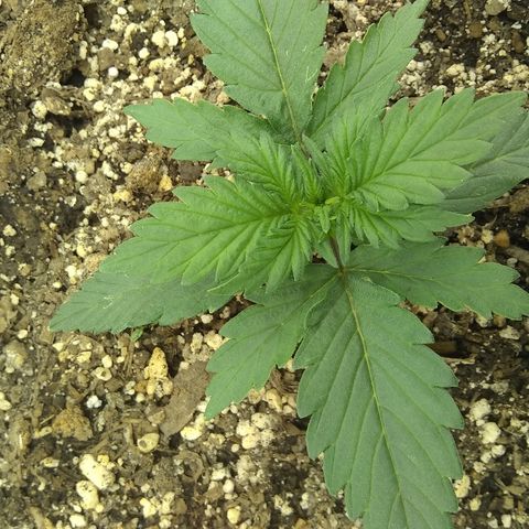 Sig Sour XXL Auto growlog timeline photo