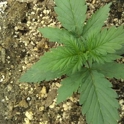Sig Sour XXL Auto growlog timeline photo