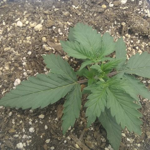 Sig Sour XXL Auto growlog timeline photo