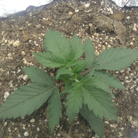 Sig Sour XXL Auto growlog timeline photo