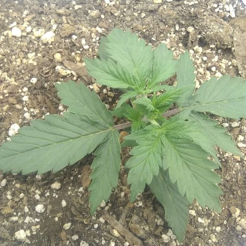 Sig Sour XXL Auto growlog timeline photo