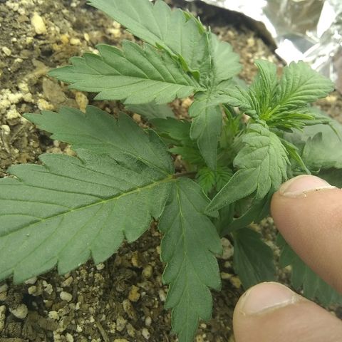 Sig Sour XXL Auto growlog timeline photo