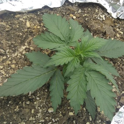 Sig Sour XXL Auto growlog timeline photo