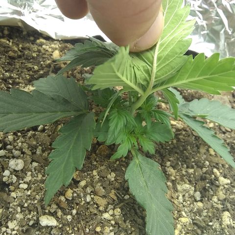 Sig Sour XXL Auto growlog timeline photo