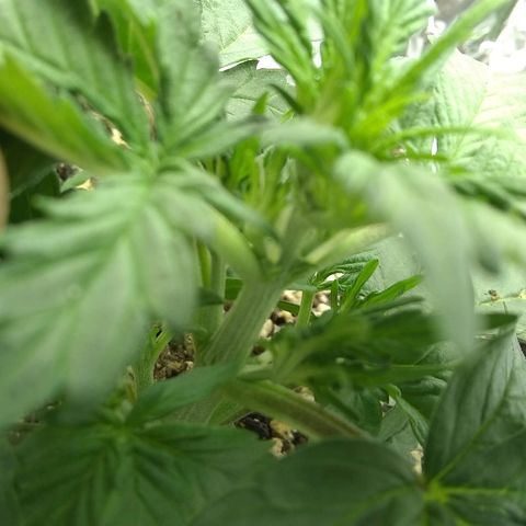Sig Sour XXL Auto growlog timeline photo