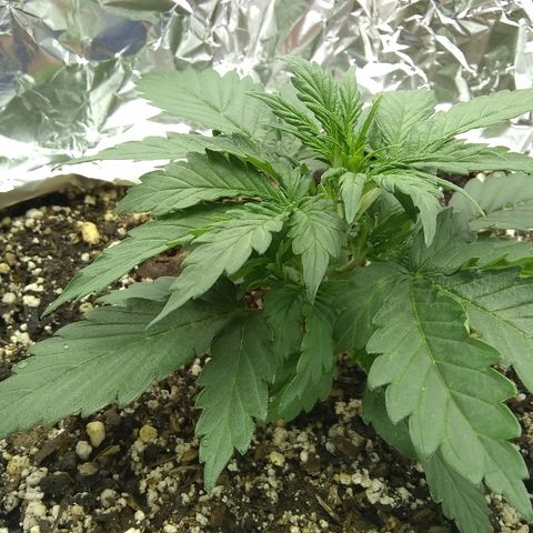 Sig Sour XXL Auto growlog timeline photo