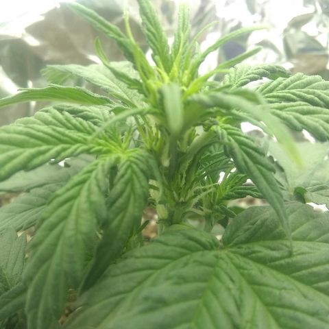 Sig Sour XXL Auto growlog photo: Empezó a florar