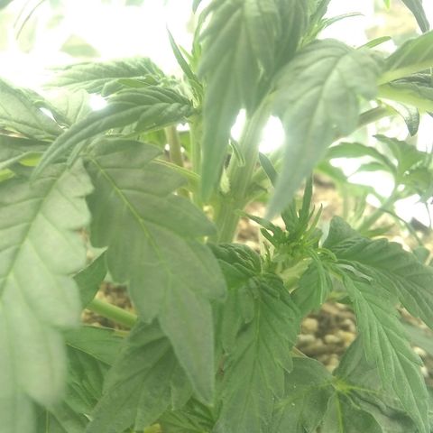 Sig Sour XXL Auto growlog photo: Empezó a florar