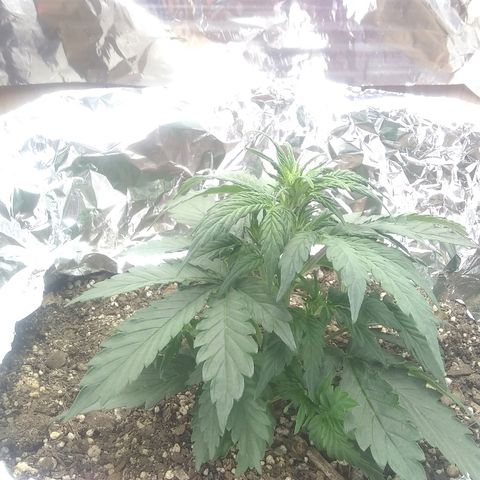 Sig Sour XXL Auto growlog photo: Empezó a florar