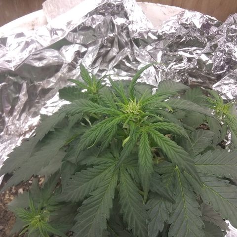 Sig Sour XXL Auto growlog timeline photo