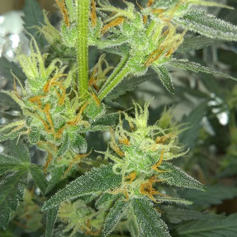 Sig Sour XXL Auto growlog timeline photo