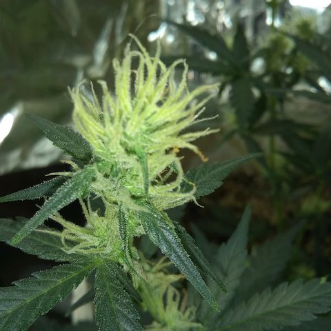 Sig Sour XXL Auto growlog timeline photo