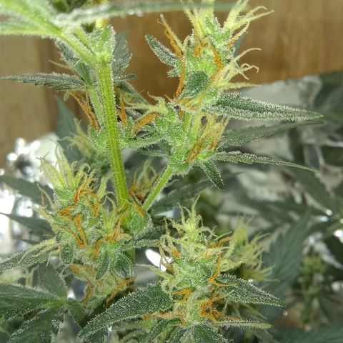 Sig Sour XXL Auto growlog timeline photo
