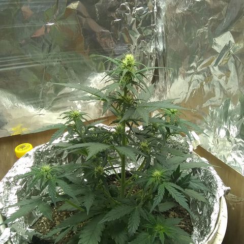Sig Sour XXL Auto growlog timeline photo