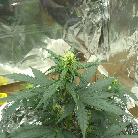 Sig Sour XXL Auto growlog timeline photo