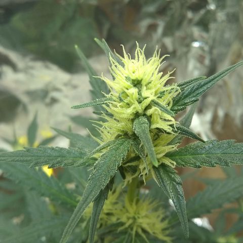 Sig Sour XXL Auto growlog timeline photo